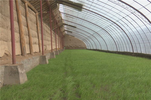 中國(guó) 張掖 高臺(tái) 農(nóng)業(yè)科技服務(wù)隊(duì)形式多樣助春耕