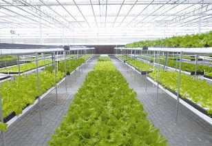 農業創業者如何選擇合適的項目 要遵循哪些原則