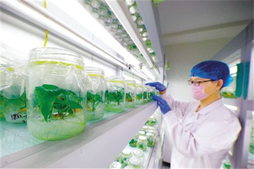 為產(chǎn)業(yè)扶貧插上科技翅膀 中國(guó)農(nóng)科院科技扶貧紀(jì)實(shí)