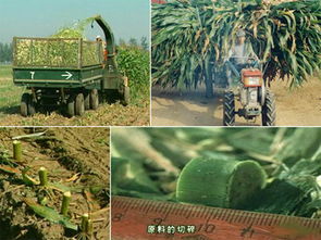 安徽青儲(chǔ)黑白膜 品質(zhì)卓越的青儲(chǔ) 黑白膜市場(chǎng)價(jià)格情況