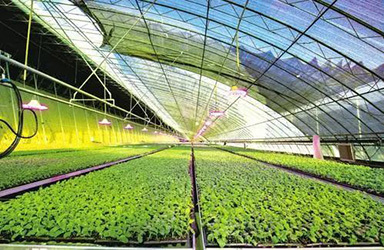 農小蜂BEEDATA-專注于農業產業的數據服務平臺