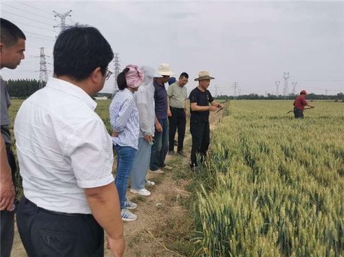 拓廣度 增厚度 挖深度,中國人壽財(cái)險助力三夏生產(chǎn) 護(hù)航糧食安全