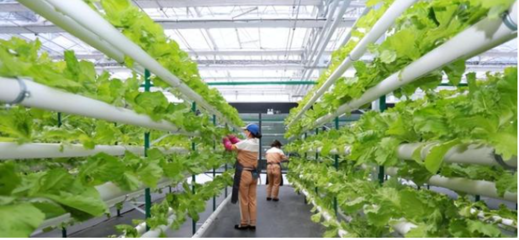 農致富,一家以科技創新為驅動力的農業科技公司