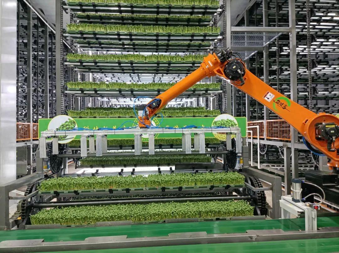 立體植物工廠種植,全程自動化,不施化肥農(nóng)藥,年產(chǎn)可達50茬