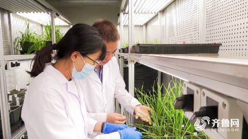 濰坊669名農業科技人才服務 三農 為鄉村振興提供智力支持